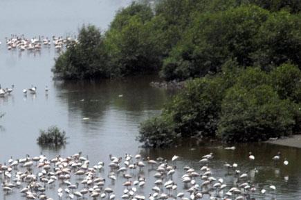 HC imposes ban on reclamation or construction on wetlands in Maharashtra