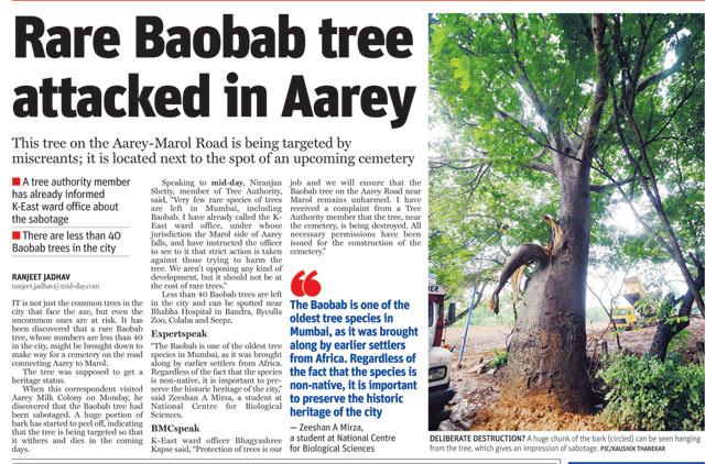 Baobab  tree