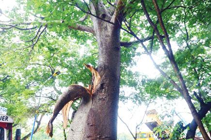 Civic officials to keep hawk-eye on Baobab tree in Aarey colony