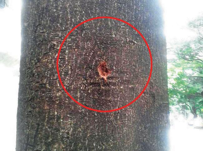 A bullet mark is seen on a tree.