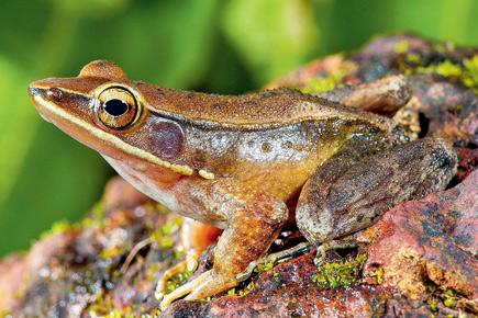 It's a golden time for frogs