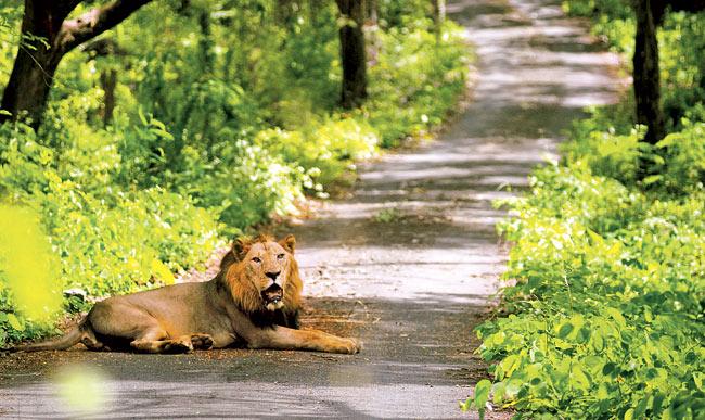 The safari will be on the lines of the tiger and lion safari at SGNP.  File Pic