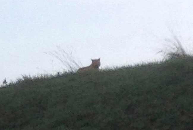 French authorities hunted today for a young tiger on the loose near Disneyland Paris