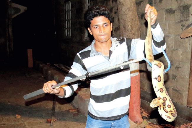 HISSY FIT: Yogesh Patel with the snake, who might have wanted to join the police force but instead was taken back to its natural habitat — the jungle