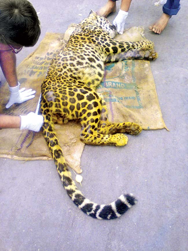 Three leopards and one lioness have died in SGNP in the past 2 months