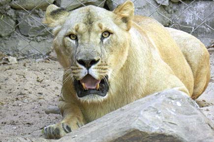 Mumbai: Big cats dying, ill, but minister wants to lure tourists to SGNP