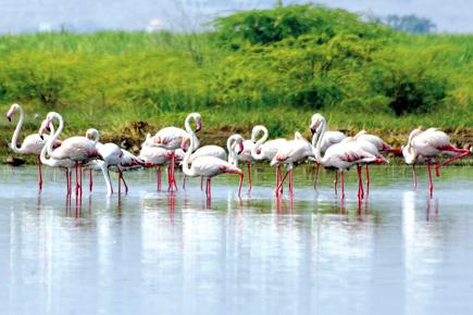 Pune travel special: Spot beautiful flamingos near Bhigwan