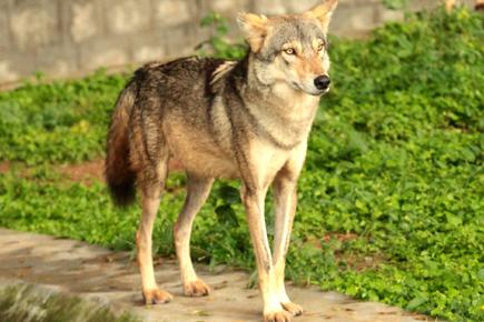 Animal attack: Five injured in wolf attack in UP