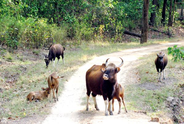 The Indian Gaur feeds its calf along a trail