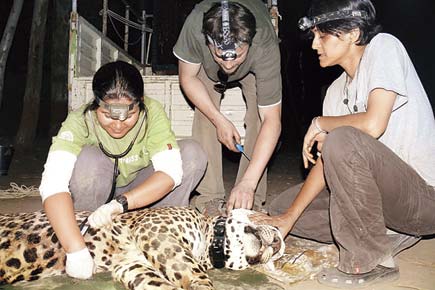 Leopards, humans can co-exist: Study