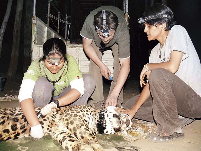 Dr Vidya Athreya (extreme right) and other scientists collaring Ajoba. The leopard was rescued from a well in Parner in Ahmednagar district