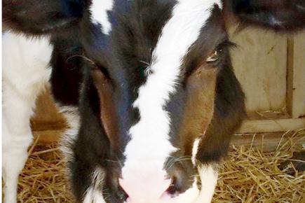 Calf with the number 7 mark on its forehead born in US farm