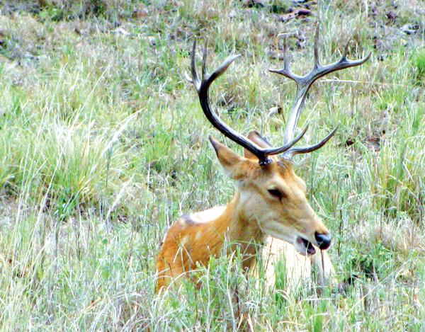 The Barasingha has 12 antlers, hence the name