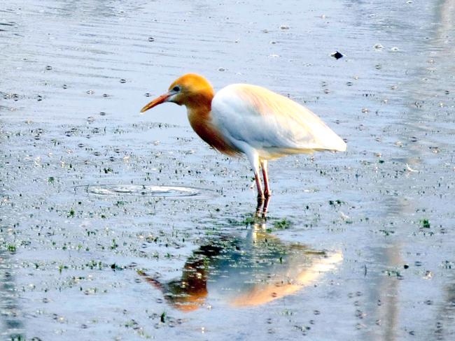 Cattle egret is one of the species that one would be able to spot at Bhigwan-Bhuleshwar 