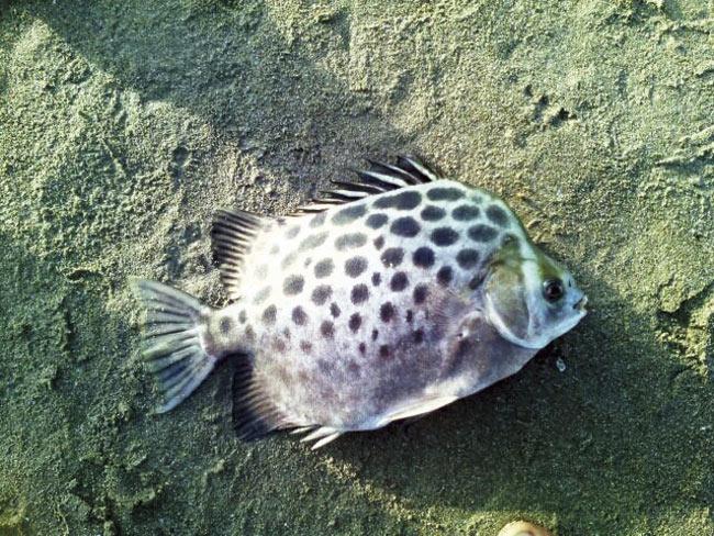 The fish found at Juhu Beach, yesterday, which has not yet been identified