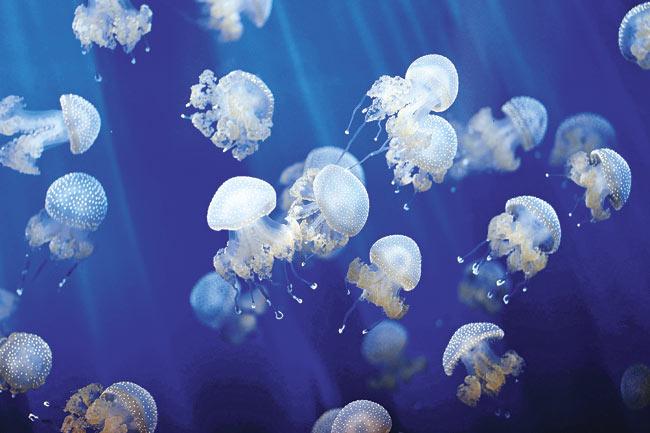 Jellyfish stings cause mild to severe pain, but are rarely fatal. Representation pic/Thinkstock