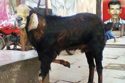 Mumbai: Eight goats stolen from five households in Agripada
