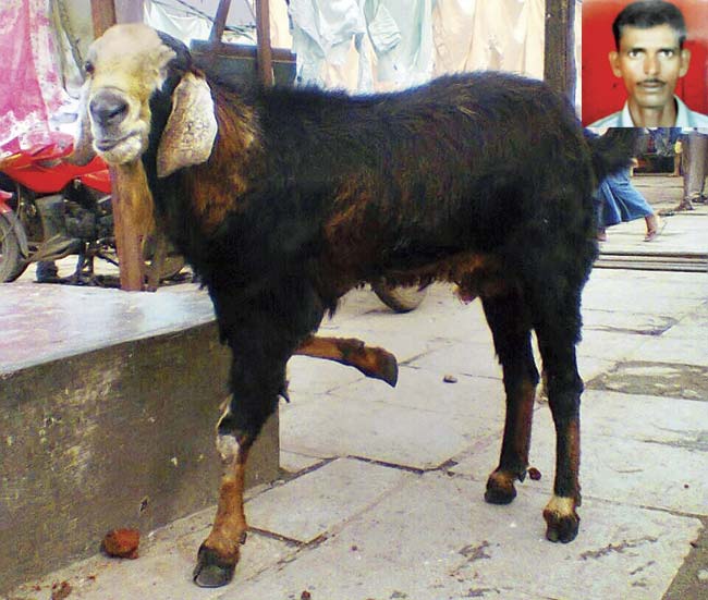 Malang, malang: (Inset) Kishor Gohil’s pet goat Malang was stolen on Monday night
