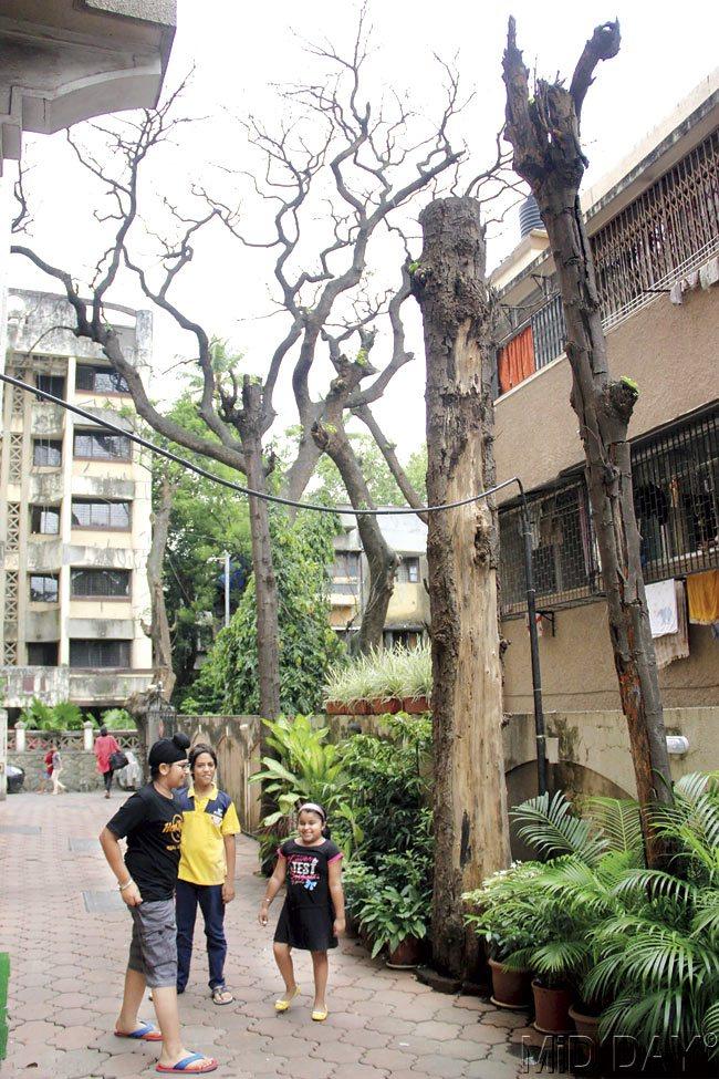 Residents of Marble Arch society say the dead trees endanger their children, who play close to them. Pics/Sameer Markande