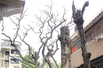 BMC tells society its trees are dangerous, but doesn't chop them