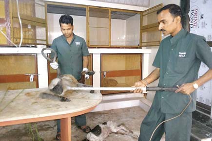 Mumbai: Is the forest department ignorant towards monkey rescue operations?