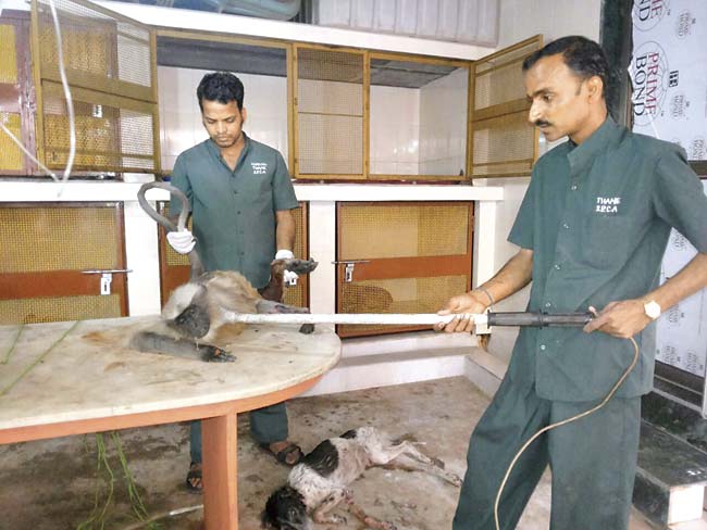 A langur gets treated at the Thane SPCA, after he was electrocuted while sitting on electrical wires in Mulund. An NGO took him to the SPCA on Sunday evening but he passed away in the morning yesterday