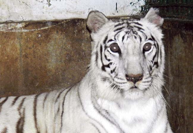 White tigress Rebecca has not been eating properly for weeks