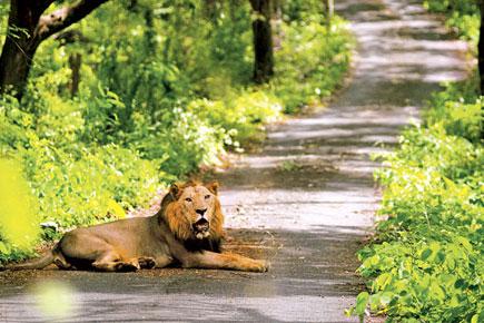 Maharashtra government plans to develop SGNP as major tourist attraction