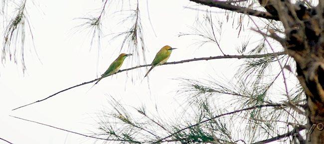 Two Green Bee Eaters perching on a branch