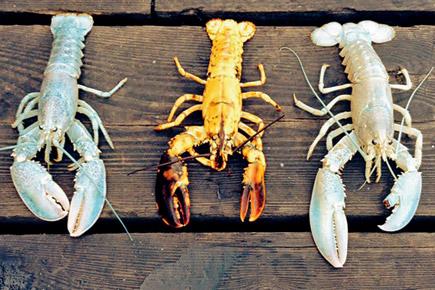 Two rare albino lobsters found in a week
