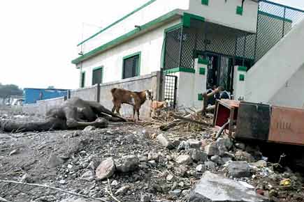 Pune: Camel dies after being electrocuted by power meter