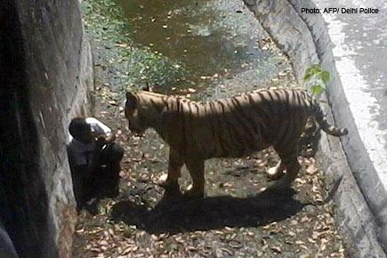 Delhi zoo horror: White tiger kills man; incident caught on camera
