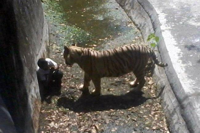 Delhi zoo tragedy