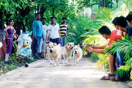 Anuj Ismail: MLA flouts PMC norms, allows entry to pets