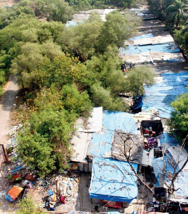 Shanty town: The mangrove belt in Versova wears a different look with these illegal constructions in the area. Pic/Nikesh Gurav