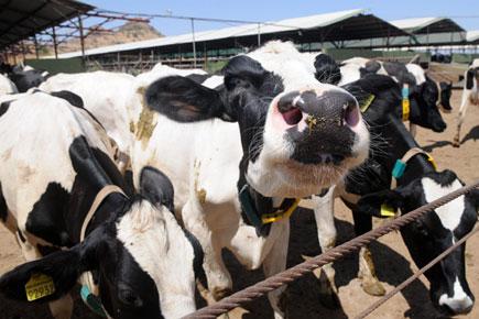 Cow's milk can deliver AIDS drug to infants