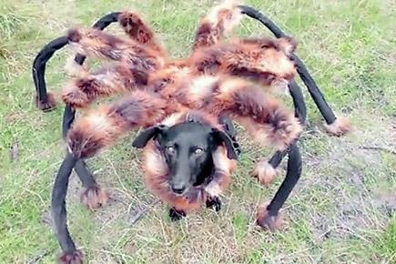 Meet the spider-dog!