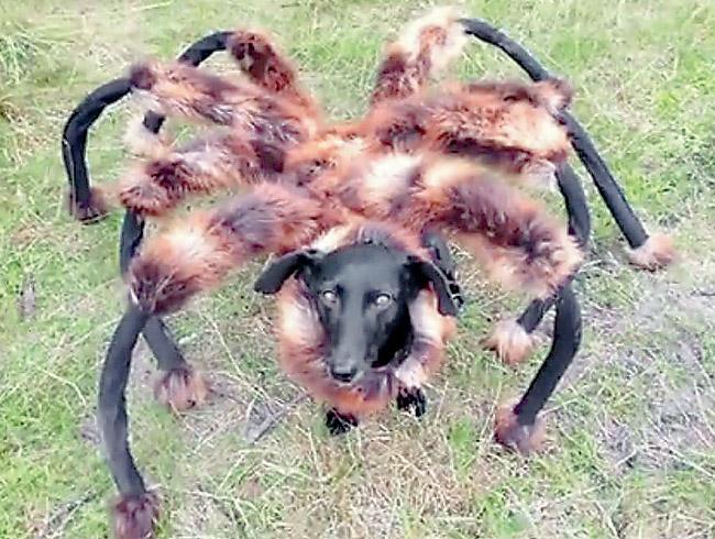 dog-spider