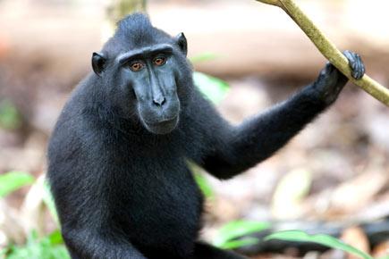 Monkey owns copyright for selfie, Wikipedia tells photographer!
