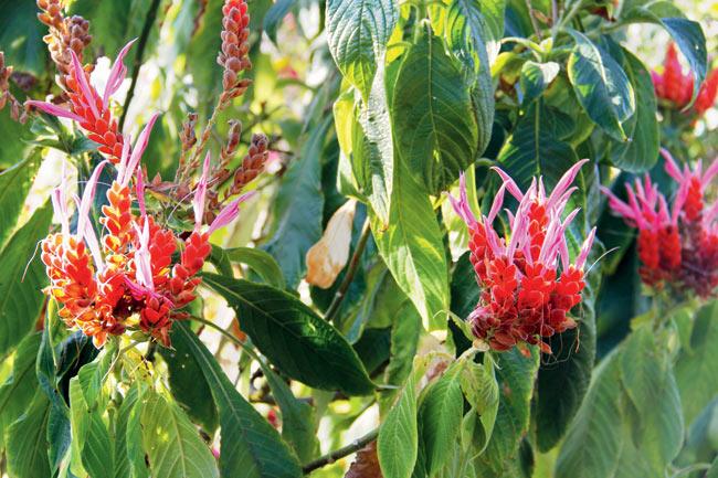Exotic flowers at the lush garden at Domaine du Café Grill