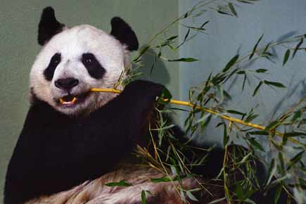 Miracle! Panda creates record: Delivers first triplets of the world