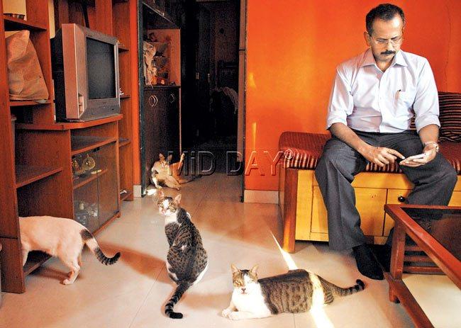 Catty affair: Shivdutt Halady with his cat and some of the strays. Pic/Shadab Khan