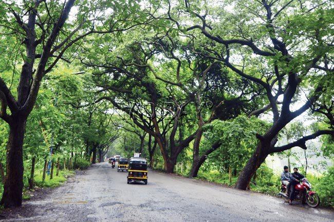 The Aarey Colony Road is lined with trees on either side, ensuring that they will be the first casualties of the widening project. Pic/Kaushik Thanekar