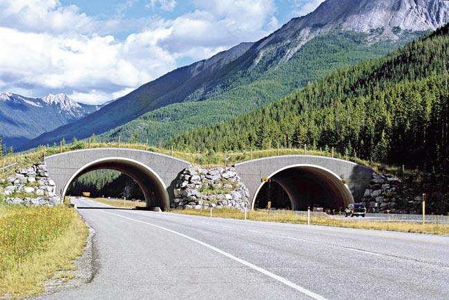 An animal overpass in Banff National Park, Alberta, Canada. Pic/Getty Images