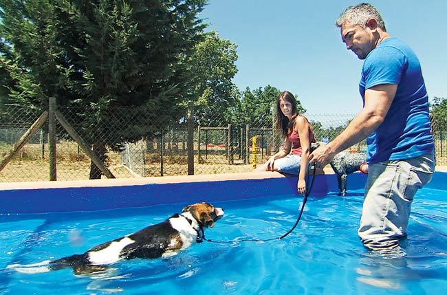 Millan making a dog swim. Pics courtesy/ National Geographic Channel