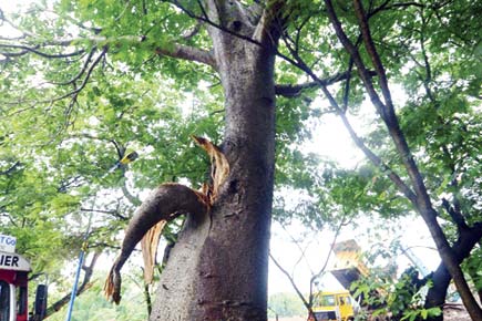 Rare Baobab tree attacked in Mumbai's Aarey Milk Colony