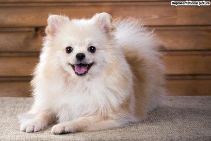Meet the world's fastest 'pooch on two legs'