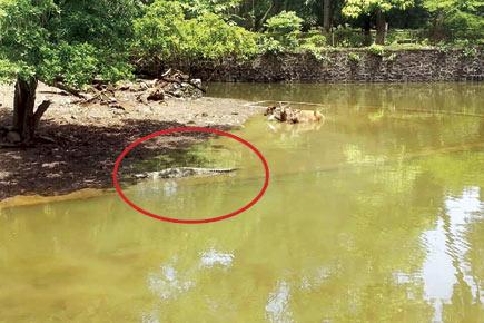 Mumbai: Predator, prey kept in the same enclosure at Byculla zoo