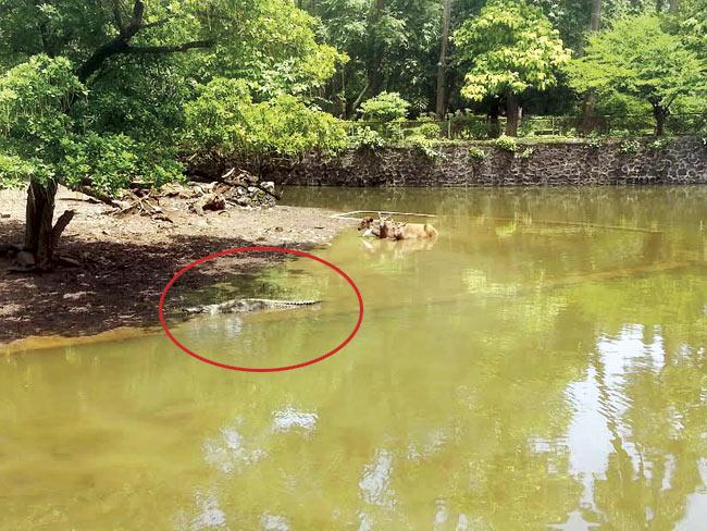 Sambar deer maintain a safe distance from one of the crocodiles (circled) basking in the sun