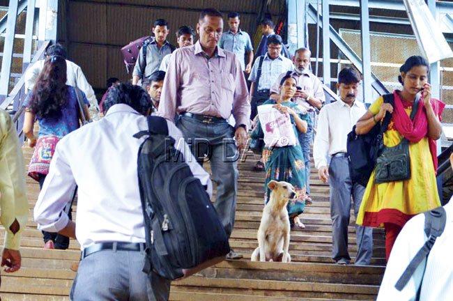 A nameless stray dog at Dombivili station, perhaps looking for his special person. Pic/Shrikant Khuperkar